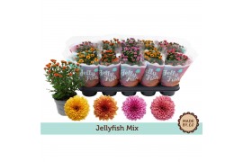 Chrysanthemum ind. jellyfish mix