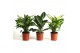 Dieffenbachia Dieffenbachia gemengd 3 soorten 1 pp 