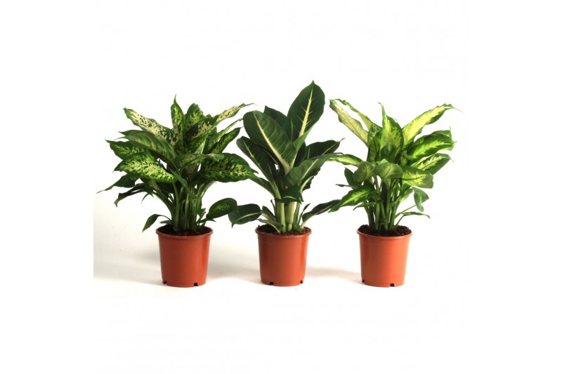 Dieffenbachia Dieffenbachia gemengd 3 soorten 1 pp 