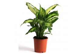 Dieffenbachia camilla + hoes / lengte