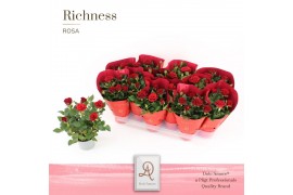 Rosa amorosa red dolcamore richness