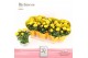 Rosa violin saron dolcamore metallic 