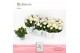 Rosa amorosa infinity white wit dolcamore richness 
