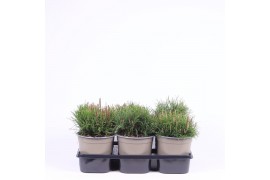 Pinus mugo mughus