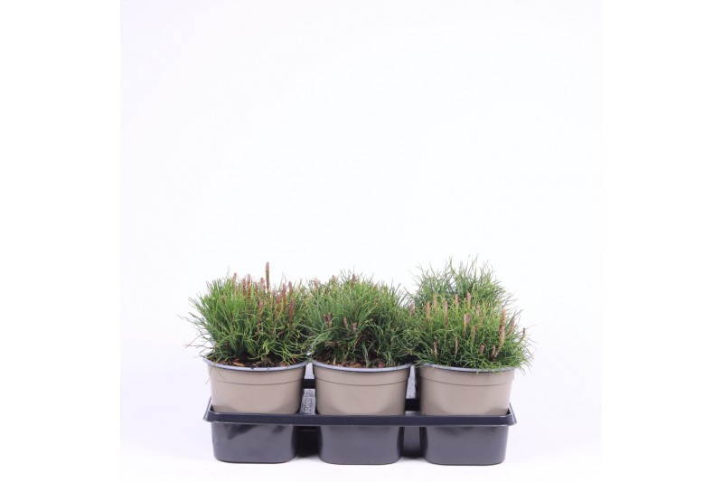 Pinus mugo mughus 