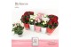 Rosa amorosa mix valencia dolcamore richness ton sur ton 