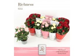 Rosa amorosa mix valencia dolcamore richness ton sur ton