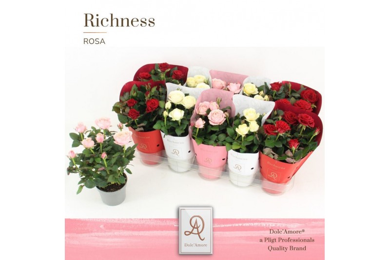 Rosa amorosa mix valencia dolcamore richness ton sur ton Rosa amorosa mix valencia dolcamore richness ton sur ton