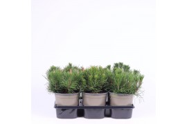 Pinus mugo var. pumilio