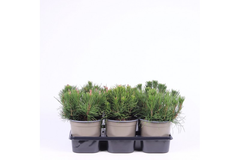 Pinus mugo var. pumilio 