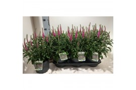 Veronica ulster dwarf blue spicata veronica dwarf blue