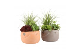 Arrangementen tuinplanten 31614: Outdoor summer arrangement 3 pp