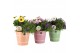 Arrangementen tuinplanten 31596: Outdoor summer arrangement 2 pp 