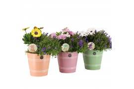 Arrangementen tuinplanten 31596: Outdoor summer arrangement 2 pp