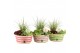 Arrangementen tuinplanten 31603: Outdoor summer arrangement 3 pp 