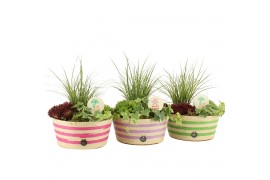 Arrangementen tuinplanten 31603: Outdoor summer arrangement 3 pp