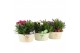 Arrangementen tuinplanten 31608: Outdoor summer arrangement 2 pp 