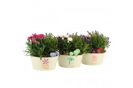 Arrangementen tuinplanten 31608: Outdoor summer arrangement 2 pp