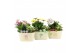 Arrangementen tuinplanten 31606: Outdoor summer arrangement 2 pp 