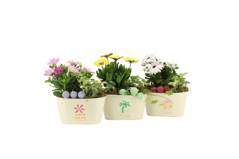 Arrangementen tuinplanten 31606: Outdoor summer arrangement 2 pp Arrangementen tuinplanten 31606: Outdoor summer arrangement 2 pp