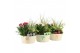 Arrangementen tuinplanten 31609: Outdoor summer arrangement 3 pp 