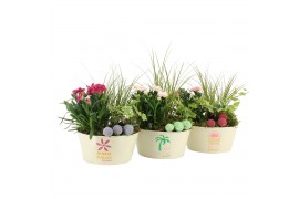 Arrangementen tuinplanten 31609: Outdoor summer arrangement 3 pp