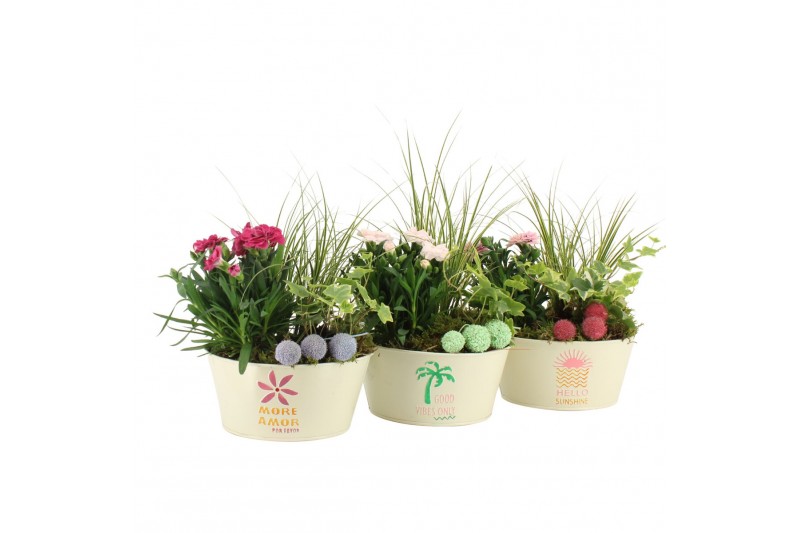 Arrangementen tuinplanten 31609: Outdoor summer arrangement 3 pp 
