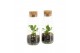 Arrangementen kamerplanten 90485: Terrarium 