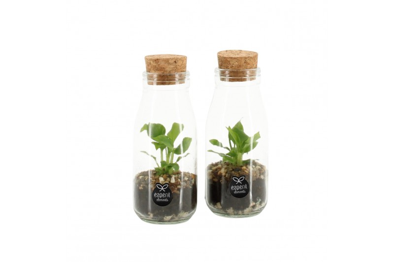 Arrangementen kamerplanten 90485: Terrarium Arrangementen kamerplanten 90485: Terrarium