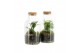 Arrangementen kamerplanten 90578: Terrarium 