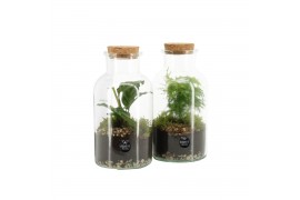 Arrangementen kamerplanten 90578: Terrarium