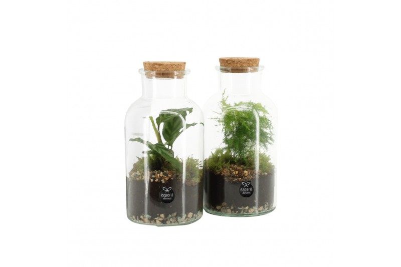 Arrangementen kamerplanten 90578: Terrarium Arrangementen kamerplanten 90578: Terrarium
