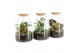 Arrangementen kamerplanten 90590: Terrarium 