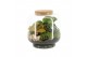 Arrangementen kamerplanten 90614: Terrarium 