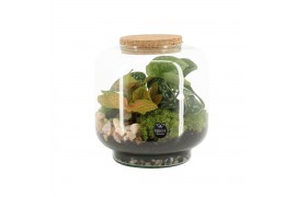 Arrangementen kamerplanten 90614: Terrarium