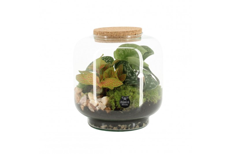 Arrangementen kamerplanten 90614: Terrarium Arrangementen kamerplanten 90614: Terrarium