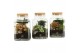 Arrangementen kamerplanten 90559: Terrarium 