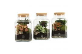 Arrangementen kamerplanten 90559: Terrarium