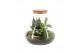 Arrangementen kamerplanten 90078: Terrarium 