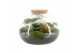 Arrangementen kamerplanten 90515: Terrarium 