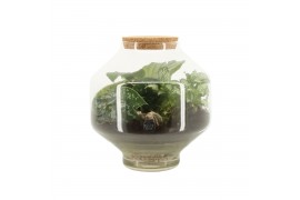 Arrangementen kamerplanten 90717: Terrarium arrangement