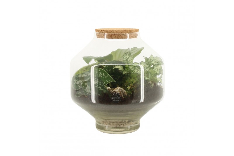 Arrangementen kamerplanten 90717: Terrarium arrangement Arrangementen kamerplanten 90717: Terrarium arrangement