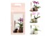 Arrangementen kamerplanten 90623: Scents arrangement 