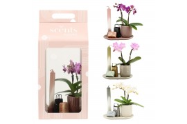 Arrangementen kamerplanten 90623: Scents arrangement