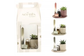 Arrangementen kamerplanten 90757: Scents arrangement
