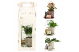 Arrangementen kamerplanten 90711: Scents arrangement