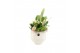 Arrangementen kamerplanten 31532: Maritiem arrangement 3 pp 