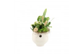 Arrangementen kamerplanten 31532: Maritiem arrangement 3 pp