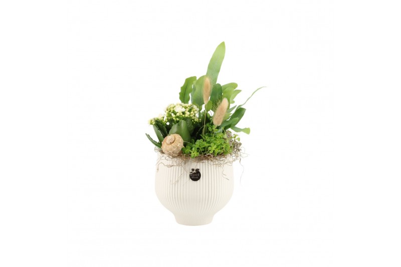 Arrangementen kamerplanten 31532: Maritiem arrangement 3 pp Arrangementen kamerplanten 31532: Maritiem arrangement 3 pp