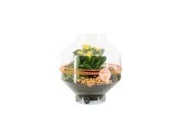 Arrangementen kamerplanten 31489: Maritiem arrangement 2 pp